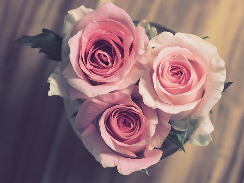 Pastel Elegance